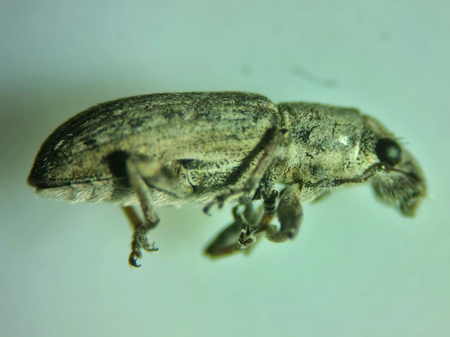 Sitona cylindricollis - hengerestorú csipkézőbogár