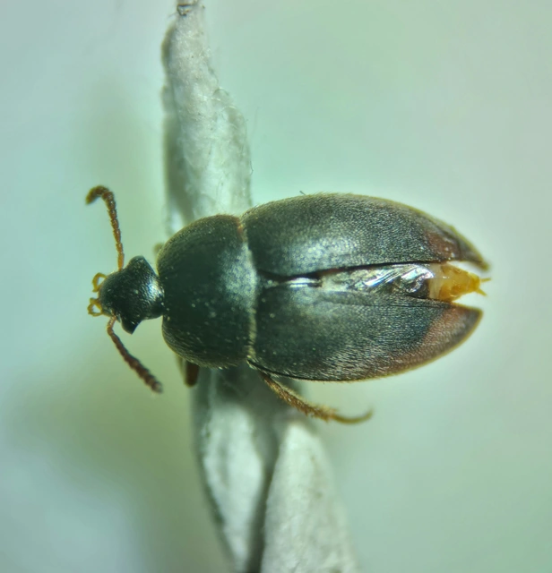 Leiodidae - pecebogárfélék Leiodidae - pecebogárfélék