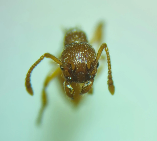 Myrmica sabuleti - gyakori bütyköshangya