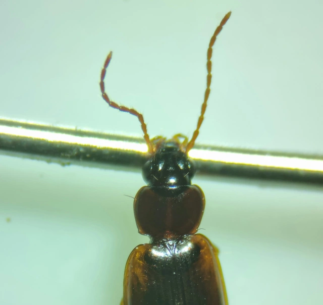 Trechus quadristriatus - közönséges fürgefutonc