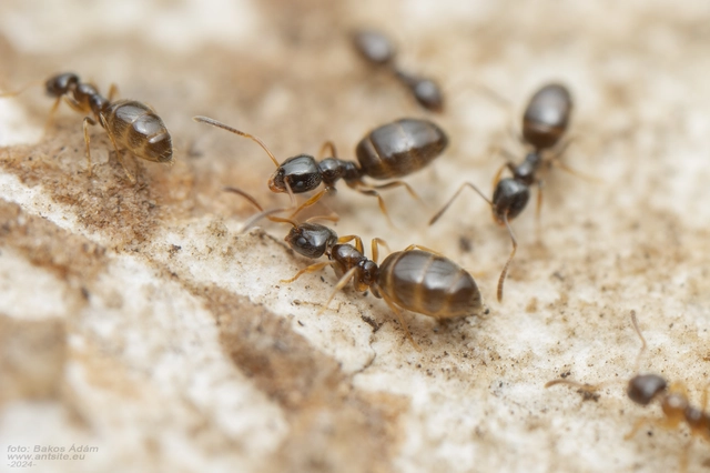 Plagiolepis pygmaea - lapos törpehangya