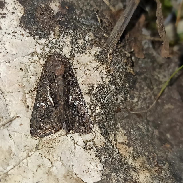 Anophia leucomelas - déli folyófűbagoly