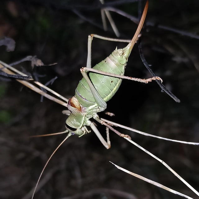 Ephippiger ephippiger - nyergesszöcske