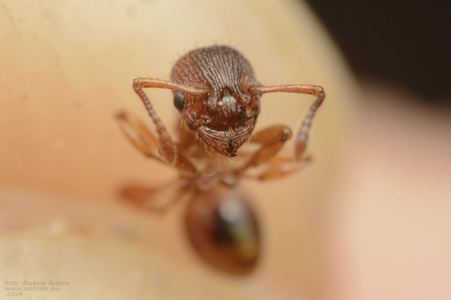 Myrmica sabuleti - gyakori bütyköshangya