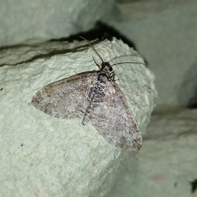Lobophora halterata - szárnyfüggelékes araszoló