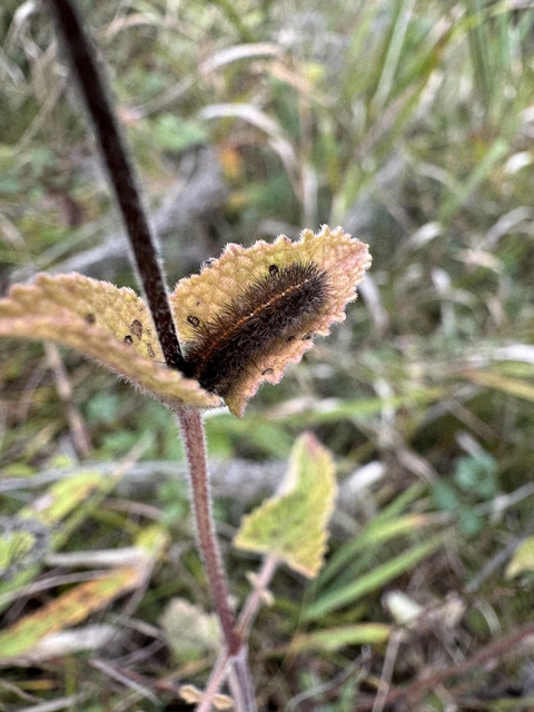 Diacrisia sannio - vörösszélű medvelepke