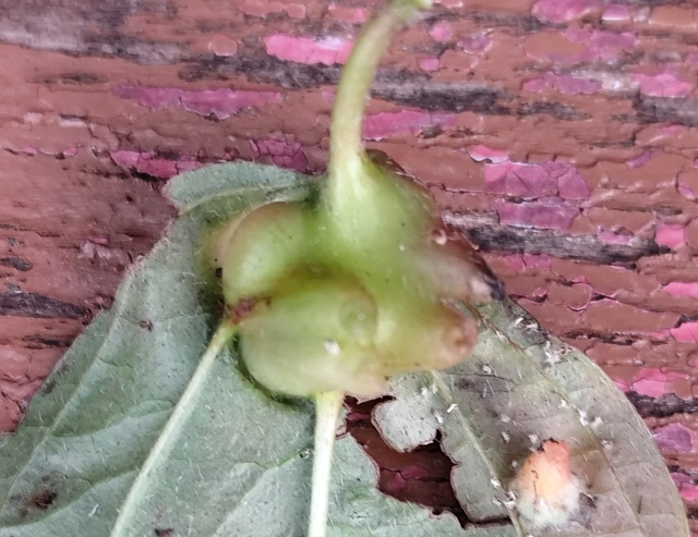 Craneiobia corni