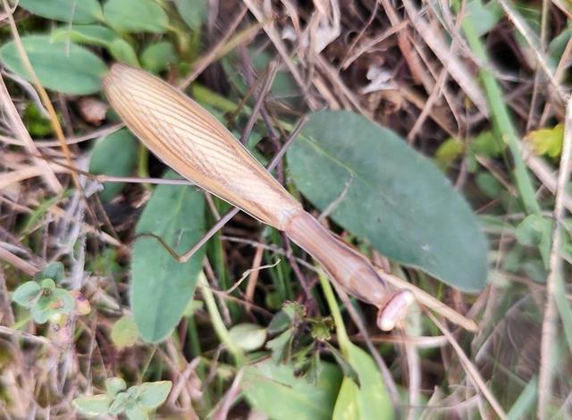 Mantis religiosa - imádkozósáska