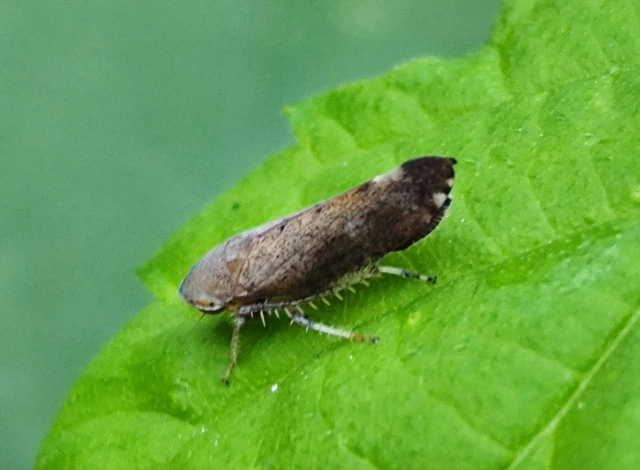 Fieberiella