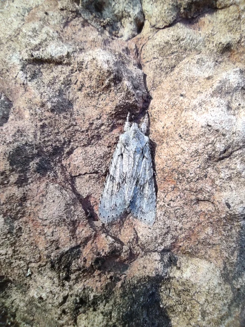 Lithophane ornitopus - közönséges fabagoly