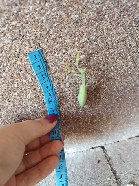 Mantis religiosa - imádkozósáska