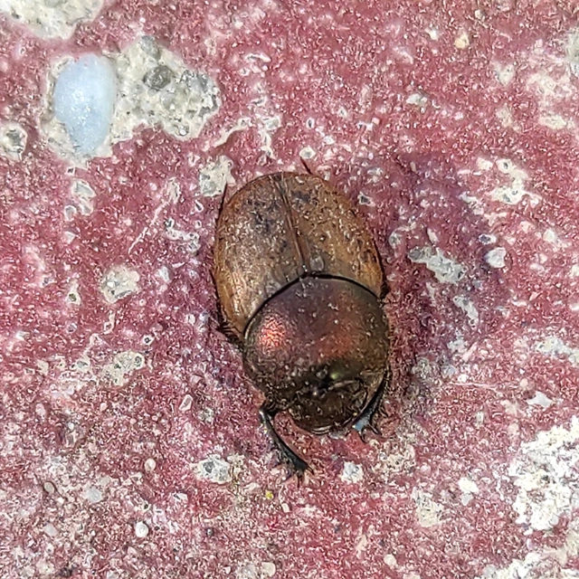 Onthophagus coenobita - rezes trágyatúró