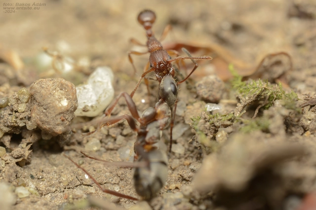 Formica cunicularia - gyakori rabszolgahangya
