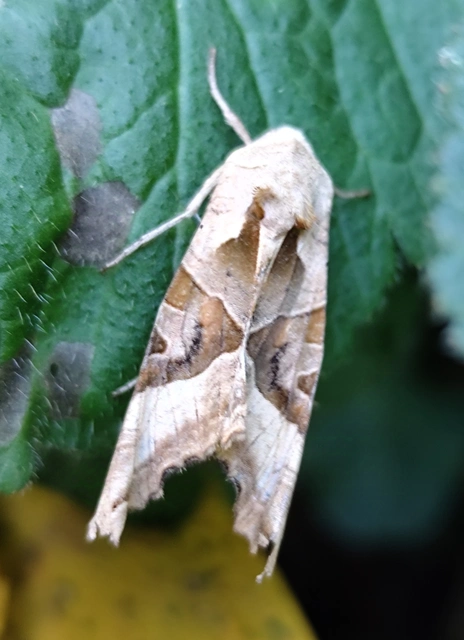 Phlogophora meticulosa - vándorló csipkésbagoly