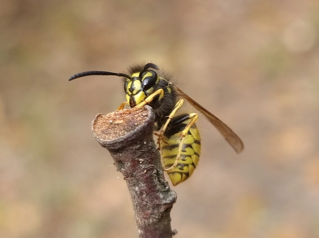 Vespula vulgaris - kecskedarázs