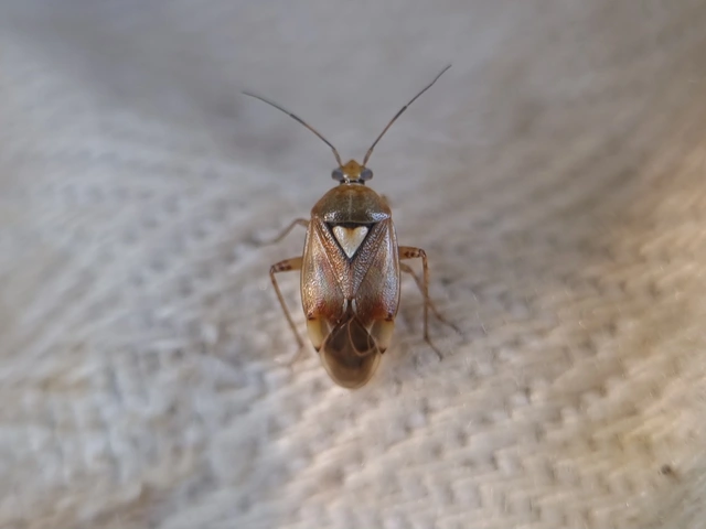Lygus pratensis - változó mezeipoloska
