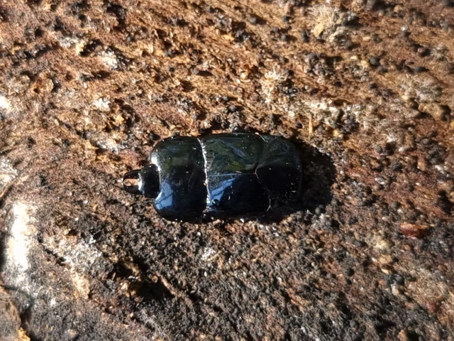 Hololepta plana - lemez-sutabogár