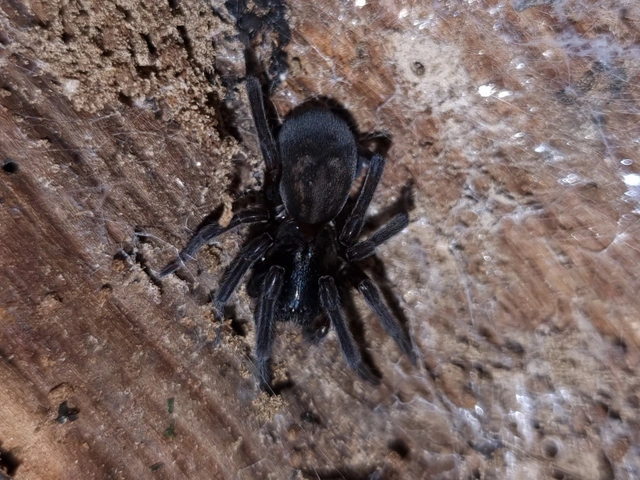 Amaurobius ferox - nagy eretnekpók