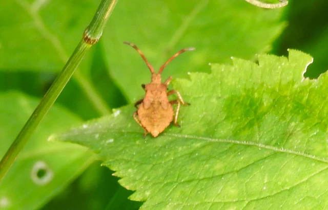 Coreus marginatus - közönséges karimáspoloska