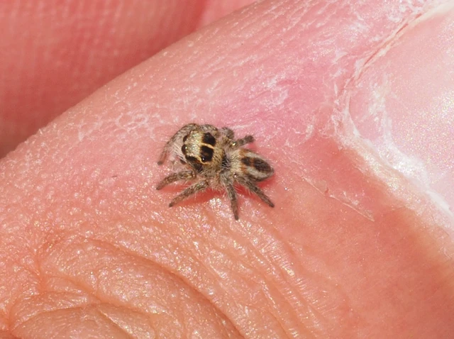 Philaeus chrysops - piros ugrópók