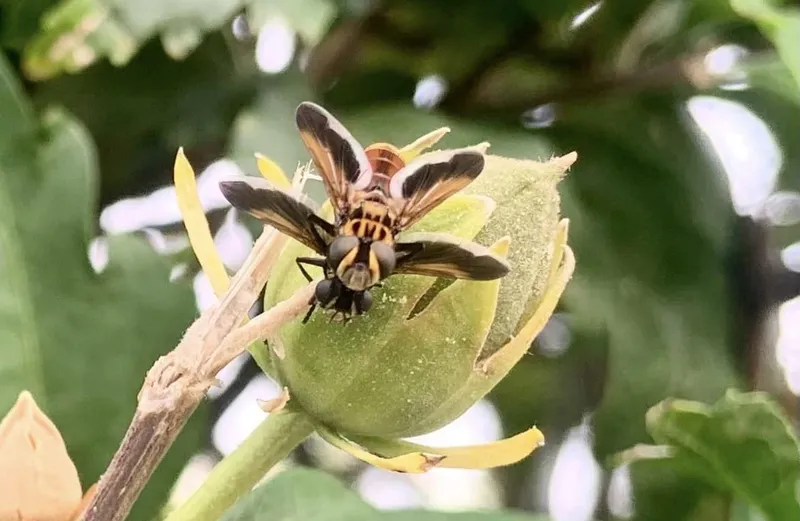 Trichopoda pictipennis - tollaslábú poloskalégy