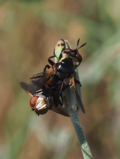 Gymnosoma