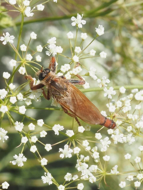 Stenopogon sabaudus