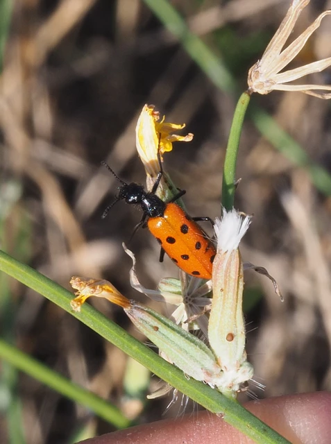 Mylabris crocata - pettyes hólyaghúzó Mylabris crocata - pettyes hólyaghúzó