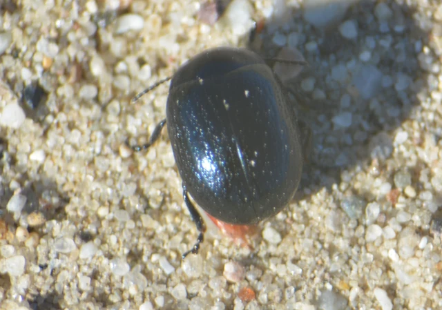 Chrysolina haemoptera - mezei levélbogár