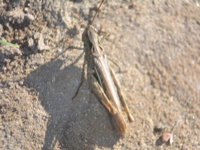 Chorthippus (Glyptobothrus) (subgenus)