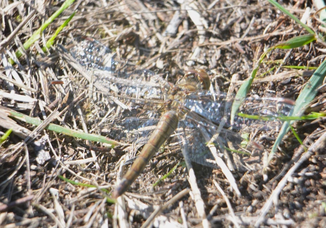 Sympetrum striolatum/vulgatum