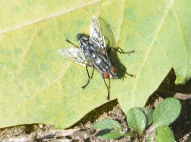 Sarcophagidae - húslégyfélék