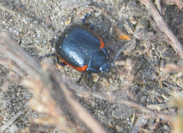 Chrysolina rossia - trapézhátú szegélyeslevelész