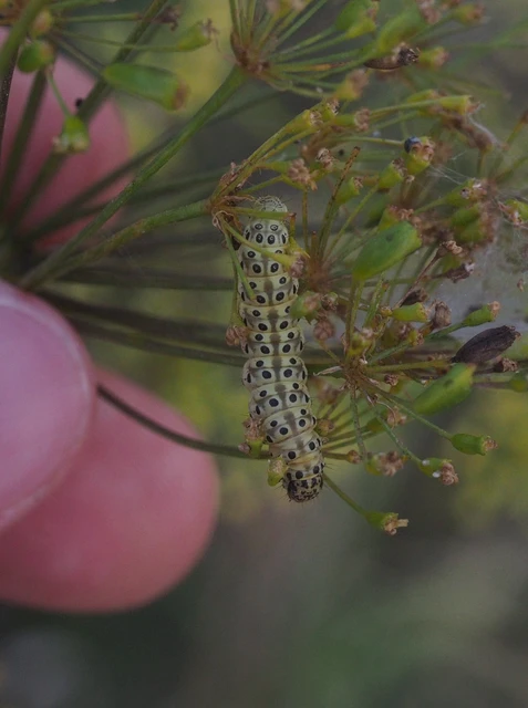 Sitochroa palealis - kénszárnyú dudvamoly