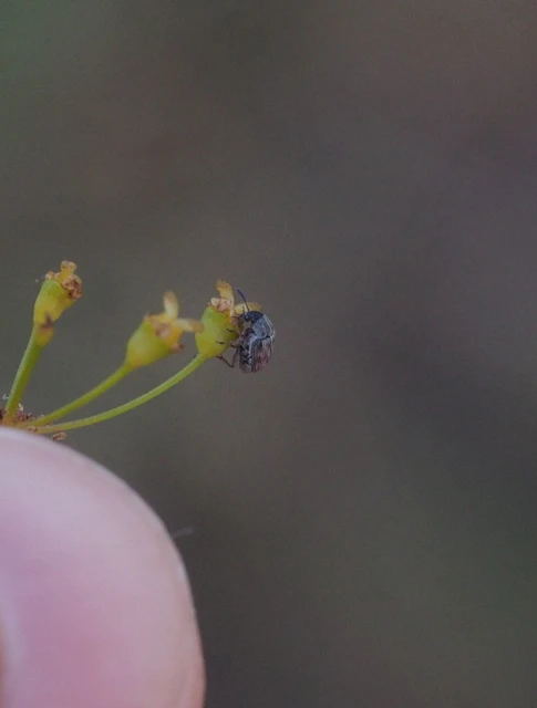 Acanthoscelides pallidipennis - gyalogakác-zsizsik