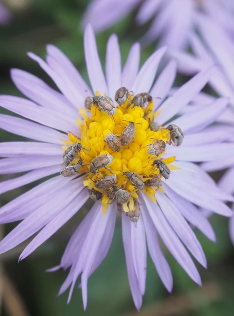 Acanthoscelides pallidipennis - gyalogakác-zsizsik