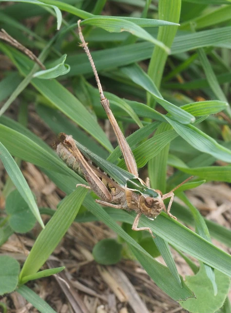 Omocestus rufipes - vöröshasú tarlósáska