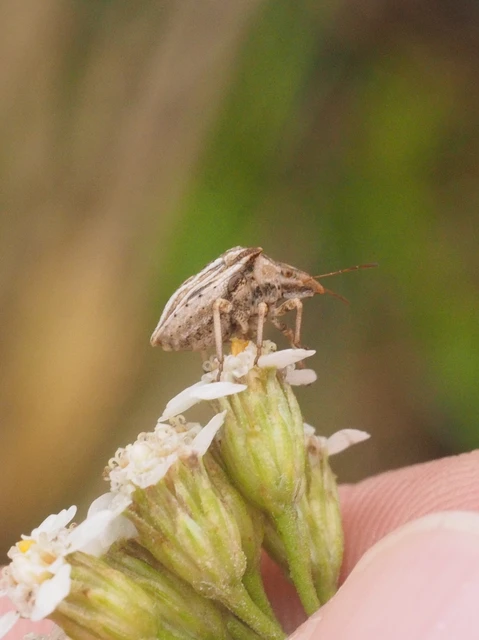 Ancyrosoma leucogrammes - vállas poloska Ancyrosoma leucogrammes - vállas poloska
