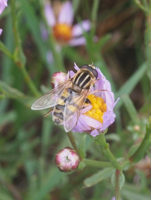 Helophilus trivittatus - nagy mocsárilégy