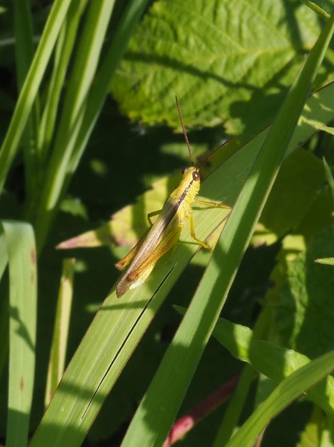 Mecostethus parapleurus - hagymazöld sáska