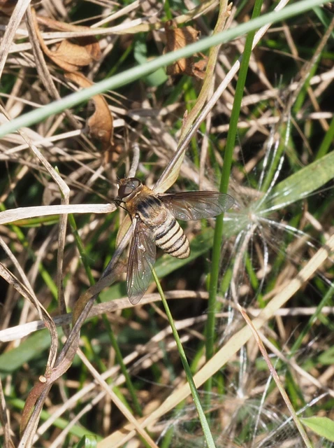 Exoprosopa minos