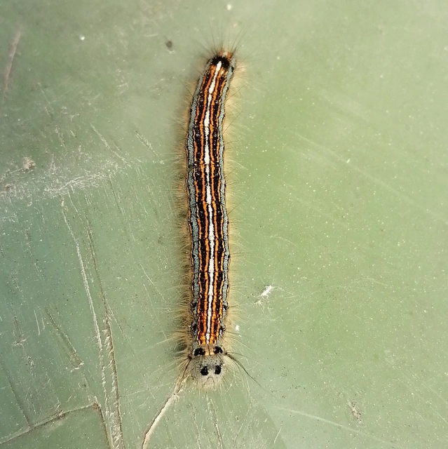 Malacosoma neustria - gyűrűsszövő