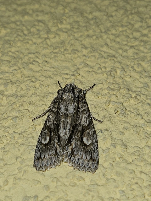 Meganephria bimaculosa - kétfoltos szilbagoly