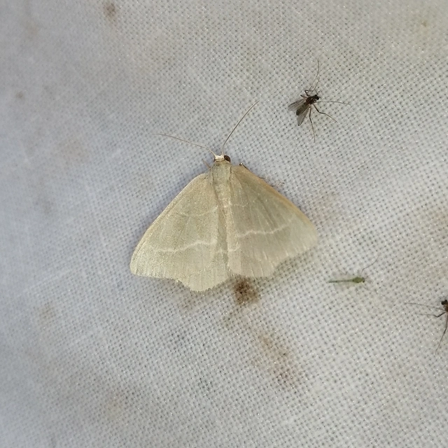 Chlorissa viridata/cloraria