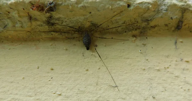 Opiliones - Kaszáspókok