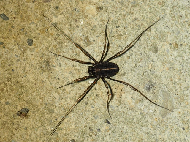 Opiliones - Kaszáspókok