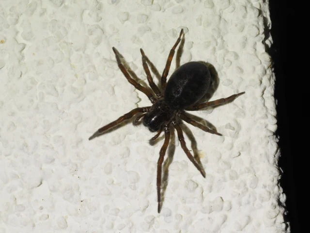 Amaurobius ferox - nagy eretnekpók