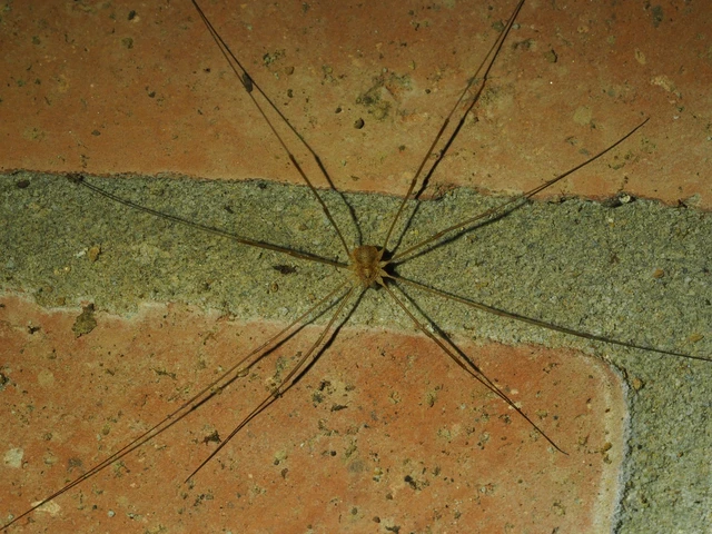 Opiliones - Kaszáspókok