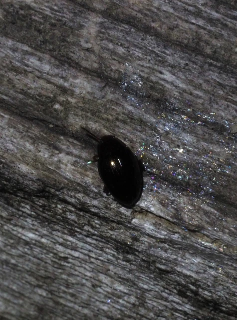 Scaphidema metallicum - fémzöld taplóbogár