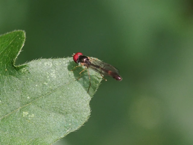 Baccha elongata - szürkehomlokú árnyéklégy